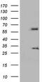 Kelch-like protein 12 antibody, CF803211, Origene, Western Blot image 
