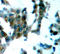 Protein Kinase C Theta antibody, STJ22344, St John