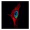 Peptidylprolyl Isomerase Domain And WD Repeat Containing 1 antibody, NBP2-19919, Novus Biologicals, Immunofluorescence image 