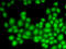 Cullin 4B antibody, LS-C346081, Lifespan Biosciences, Immunofluorescence image 