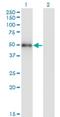 MAP kinase-interacting serine/threonine-protein kinase 1 antibody, H00008569-M07, Novus Biologicals, Western Blot image 