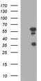 Interferon Regulatory Factor 5 antibody, TA507252, Origene, Western Blot image 