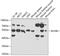 RuvB Like AAA ATPase 1 antibody, A02049-1, Boster Biological Technology, Western Blot image 