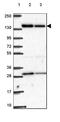 Acyl-CoA Dehydrogenase Family Member 10 antibody, HPA067222, Atlas Antibodies, Western Blot image 