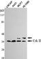 CRK Proto-Oncogene, Adaptor Protein antibody, M02533-2, Boster Biological Technology, Western Blot image 
