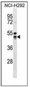 G-protein coupled receptor 109A antibody, AP52875PU-N, Origene, Western Blot image 