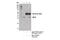 Inhibitor Of Growth Family Member 1 antibody, 14625S, Cell Signaling Technology, Immunoprecipitation image 