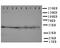 E2F Transcription Factor 2 antibody, orb76323, Biorbyt, Western Blot image 