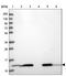 Hint antibody, PA5-60760, Invitrogen Antibodies, Western Blot image 