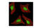 Protein Phosphatase 2 Scaffold Subunit Aalpha antibody, 2041S, Cell Signaling Technology, Immunocytochemistry image 