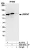 Leucine Rich Repeat Containing 47 antibody, A304-631A, Bethyl Labs, Immunoprecipitation image 