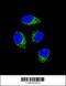 Cilia And Flagella Associated Protein 44 antibody, 55-931, ProSci, Immunofluorescence image 