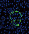 Glucagon antibody, abx032992, Abbexa, Western Blot image 