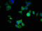 Autophagy Related 16 Like 1 antibody, LS-C371564, Lifespan Biosciences, Immunofluorescence image 