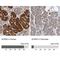 Secernin 2 antibody, NBP1-86419, Novus Biologicals, Immunohistochemistry paraffin image 