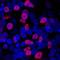 ISL LIM Homeobox 1 antibody, AF1837, R&D Systems, Immunocytochemistry image 