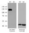 NIMA Related Kinase 9 antibody, TA503326, Origene, Western Blot image 