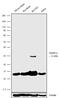 FKBP Prolyl Isomerase 1A antibody, 702243, Invitrogen Antibodies, Western Blot image 