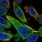 Tctex1 Domain Containing 2 antibody, NBP2-13422, Novus Biologicals, Immunofluorescence image 