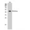 Protein Kinase CAMP-Dependent Type II Regulatory Subunit Beta antibody, LS-C385521, Lifespan Biosciences, Western Blot image 