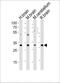 Polycomb Group Ring Finger 1 antibody, PA5-49390, Invitrogen Antibodies, Western Blot image 