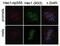 NDC80 Kinetochore Complex Component antibody, PA5-78319, Invitrogen Antibodies, Immunofluorescence image 