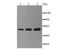 Ephrin B2 antibody, NBP2-66821, Novus Biologicals, Western Blot image 