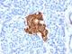 Insulin antibody, V2157IHC-7ML, NSJ Bioreagents, Immunohistochemistry frozen image 