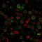 CD6 Molecule antibody, GTX34537, GeneTex, Immunofluorescence image 