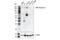 Fms Related Tyrosine Kinase 1 antibody, 64094S, Cell Signaling Technology, Western Blot image 