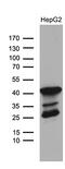 TRNA Methyltransferase 12 Homolog antibody, M15532, Boster Biological Technology, Western Blot image 