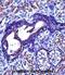 ACTH antibody, abx027450, Abbexa, Immunohistochemistry frozen image 