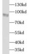 Hyaluronan mediated motility receptor antibody, FNab07276, FineTest, Western Blot image 