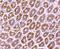 SET And MYND Domain Containing 3 antibody, NBP2-75668, Novus Biologicals, Immunohistochemistry paraffin image 