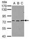 Splicing Regulatory Glutamic Acid And Lysine Rich Protein 1 antibody, PA5-30899, Invitrogen Antibodies, Western Blot image 