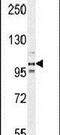 Platelet Endothelial Aggregation Receptor 1 antibody, PA5-23838, Invitrogen Antibodies, Western Blot image 