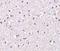 Nicastrin antibody, NBP1-77269, Novus Biologicals, Immunohistochemistry frozen image 