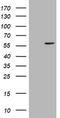 Cyp17 antibody, LS-C173251, Lifespan Biosciences, Western Blot image 