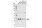 Sprouty RTK Signaling Antagonist 1 antibody, 12993S, Cell Signaling Technology, Western Blot image 