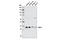 SPY1 antibody, 12993S, Cell Signaling Technology, Western Blot image 