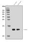 Cytochrome C Oxidase Subunit 6A2 antibody, A15662-1, Boster Biological Technology, Western Blot image 