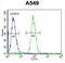 SRY-Box 3 antibody, abx026586, Abbexa, Western Blot image 