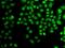 Heterogeneous Nuclear Ribonucleoprotein D antibody, GTX55526, GeneTex, Immunocytochemistry image 