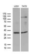 18S rRNA dimethylase antibody, LS-C792357, Lifespan Biosciences, Western Blot image 