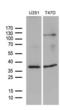 DIMT1 RRNA Methyltransferase And Ribosome Maturation Factor antibody, LS-C792357, Lifespan Biosciences, Western Blot image 
