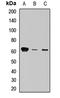 Syntaxin Binding Protein 4 antibody, LS-C668929, Lifespan Biosciences, Western Blot image 