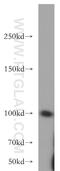 Insulin Like Growth Factor 1 Receptor antibody, 20254-1-AP, Proteintech Group, Western Blot image 