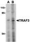 CRAF1 antibody, orb74652, Biorbyt, Western Blot image 
