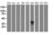 T-cell surface glycoprotein CD1c antibody, LS-B10059, Lifespan Biosciences, Western Blot image 