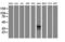 CD1c Molecule antibody, LS-B10059, Lifespan Biosciences, Western Blot image 